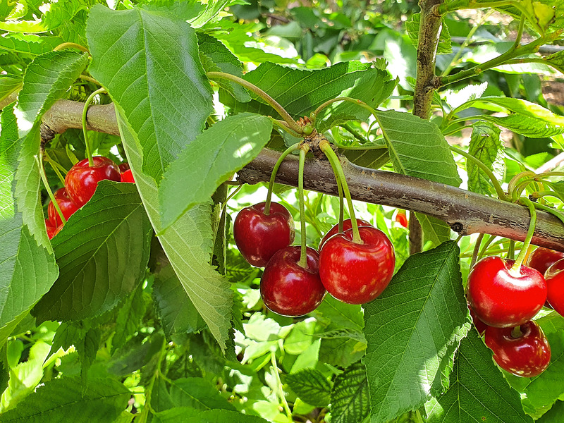 Cherry orchard in Israel