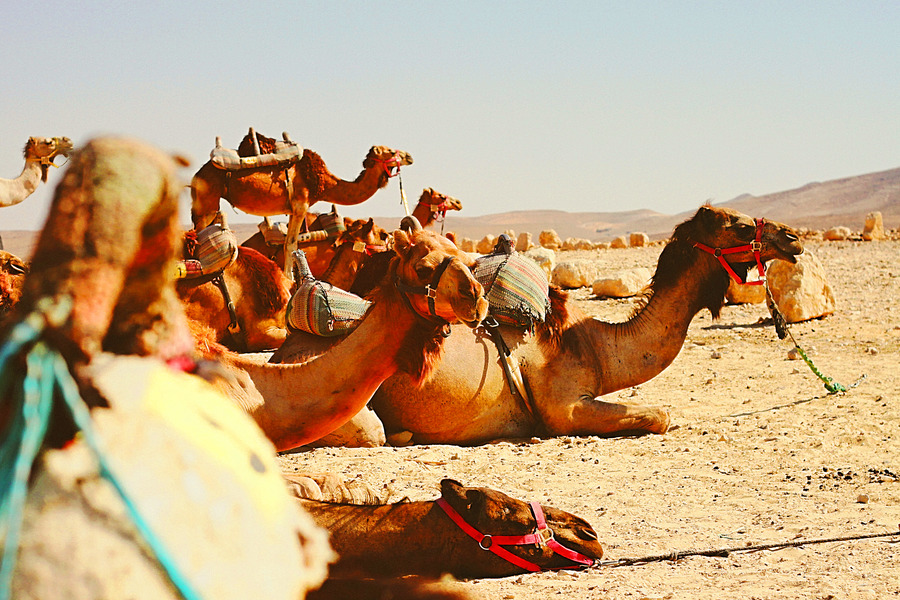 Camel Riding in the Negev, Israel