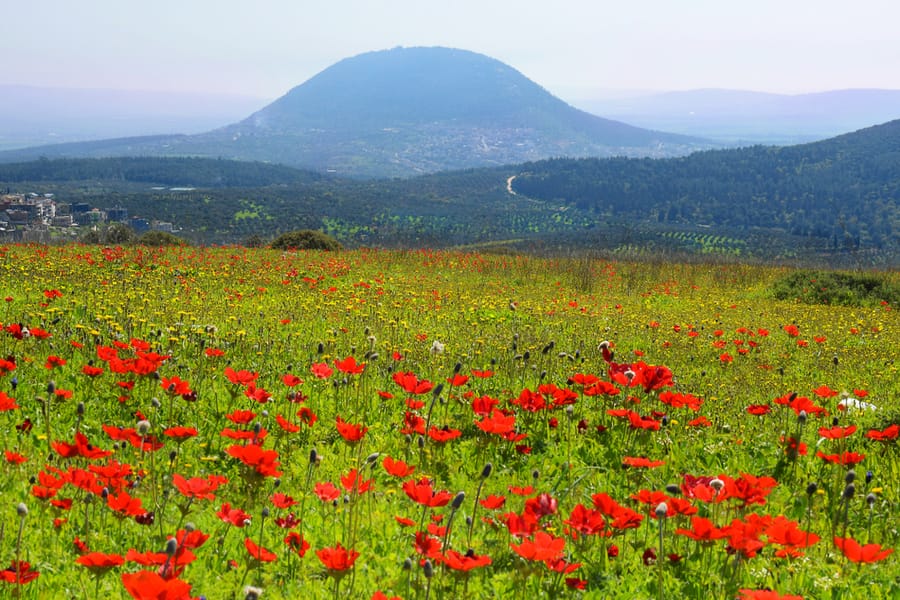 Poppies in Galilee against the background biblical Mount Tabor