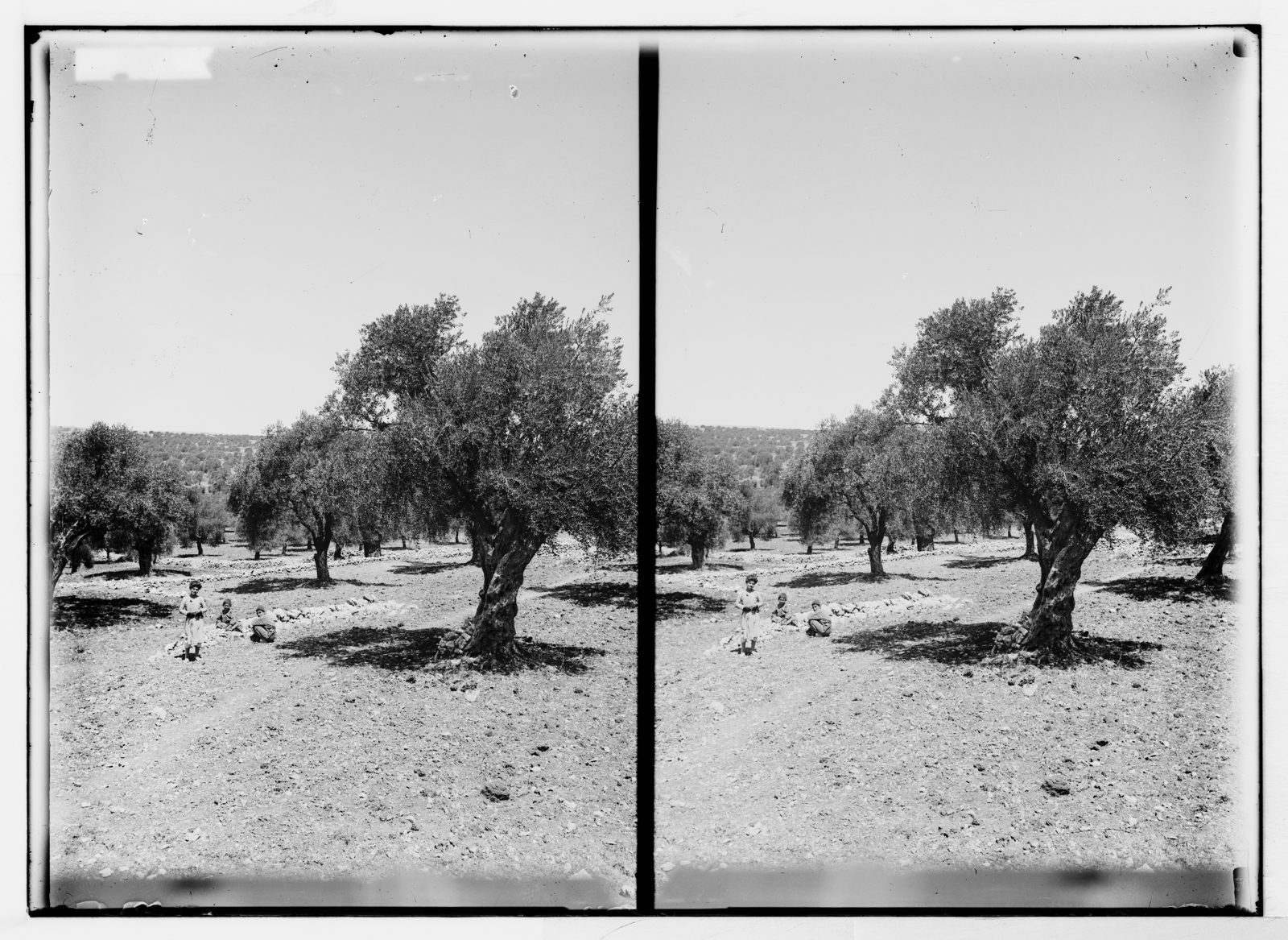 Olive groves near Bethlehem, photographed in 1900. Historical stereoscopic photograph. Olive groves near Bethlehem, photographed in 1900. Historical stereoscopic photograph.