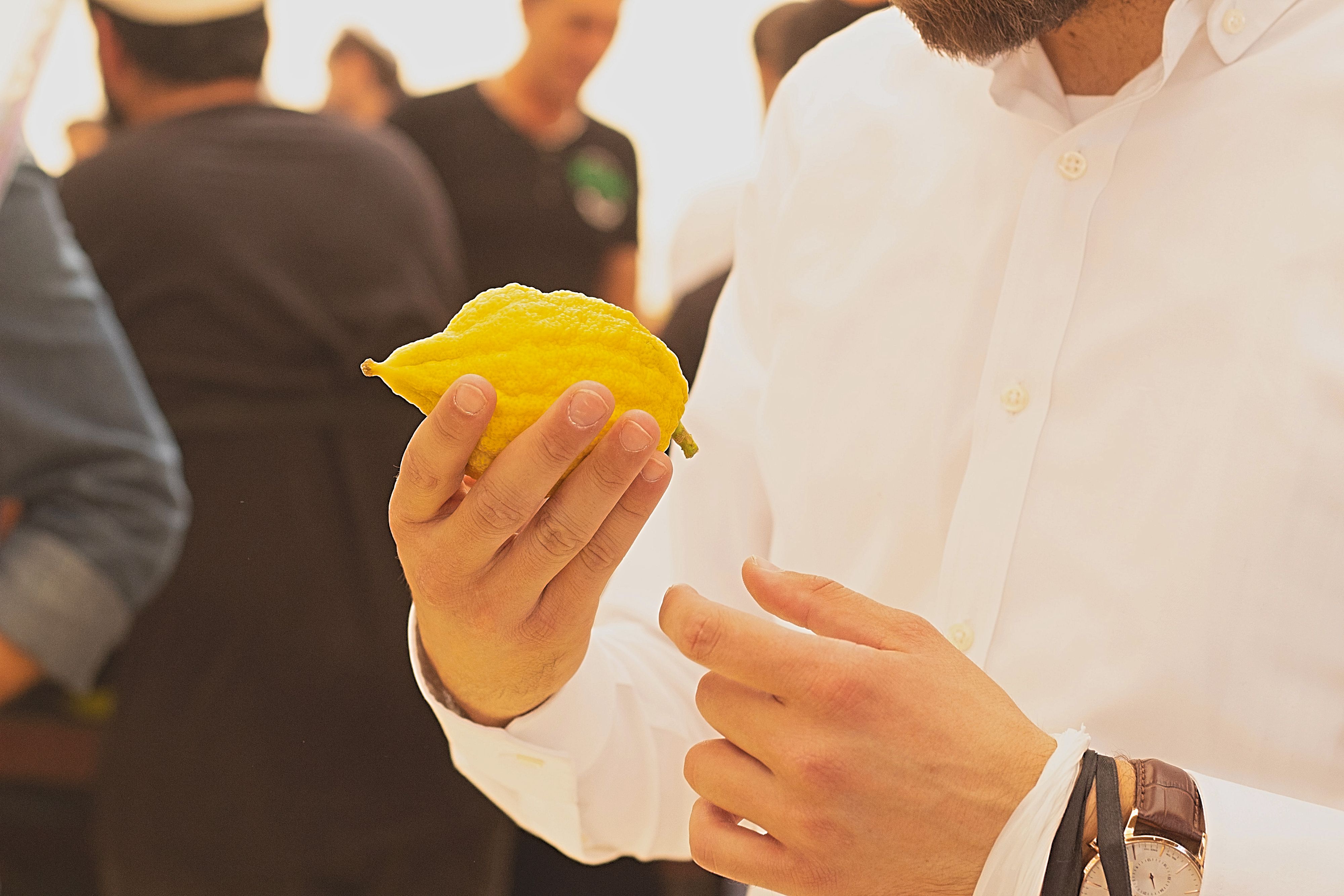 A Jewish man choosing etrog (citron) for the holiday of Sukkot
