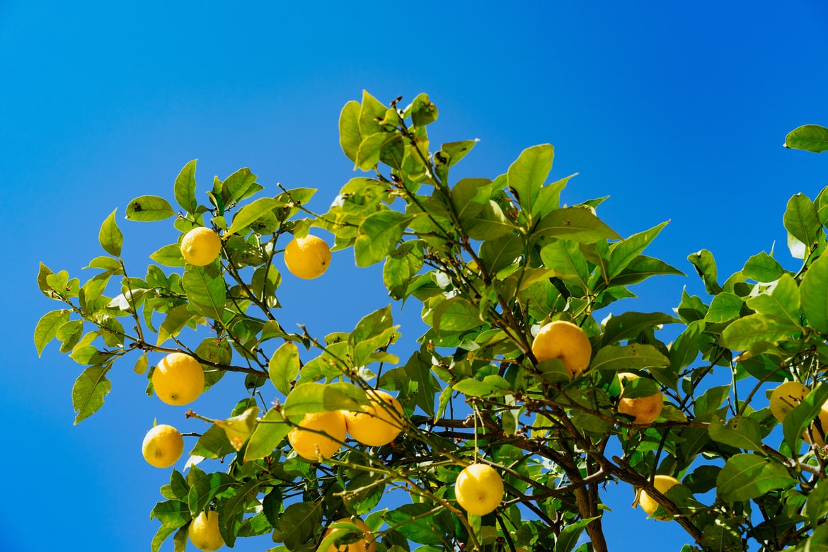 Lemons grown in Israel