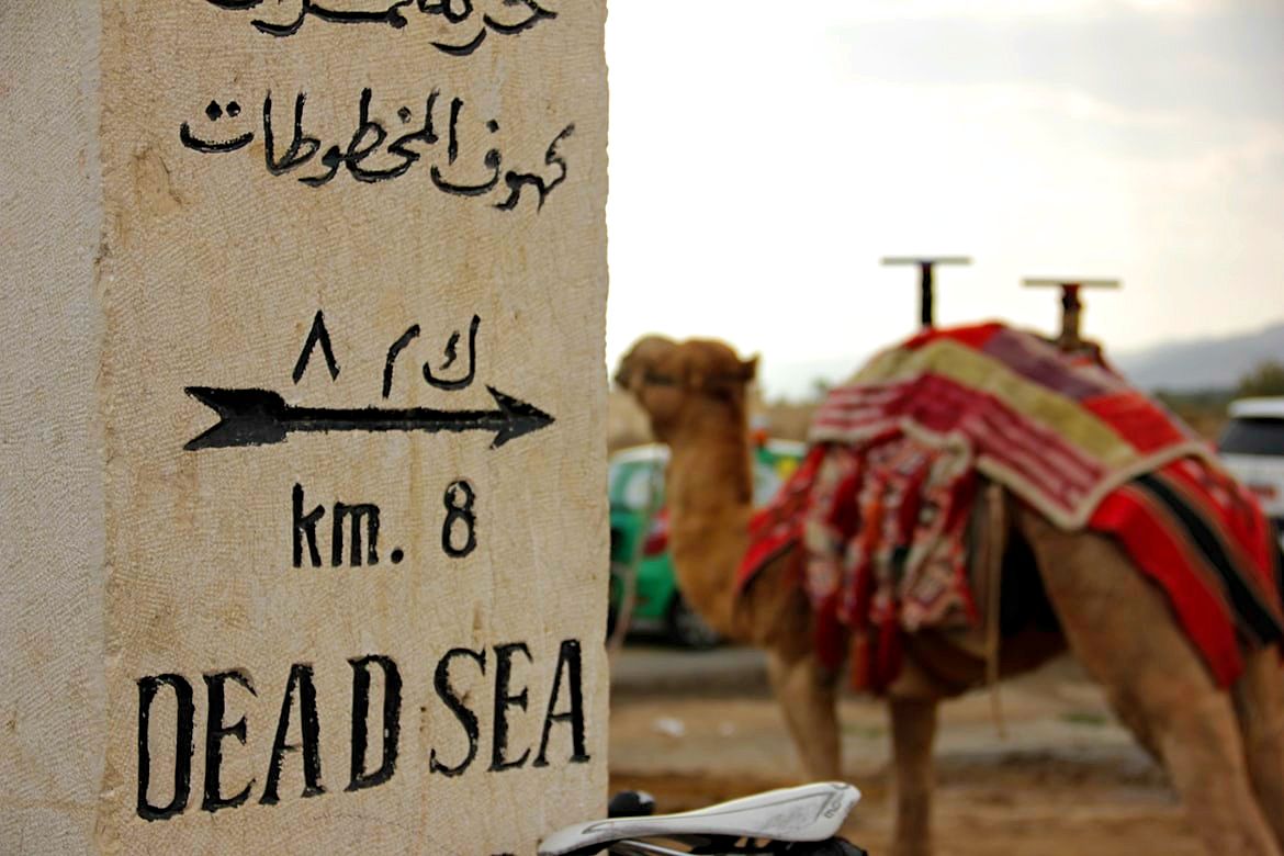 Camel near the Dead Sea, Judean Desert, Israel