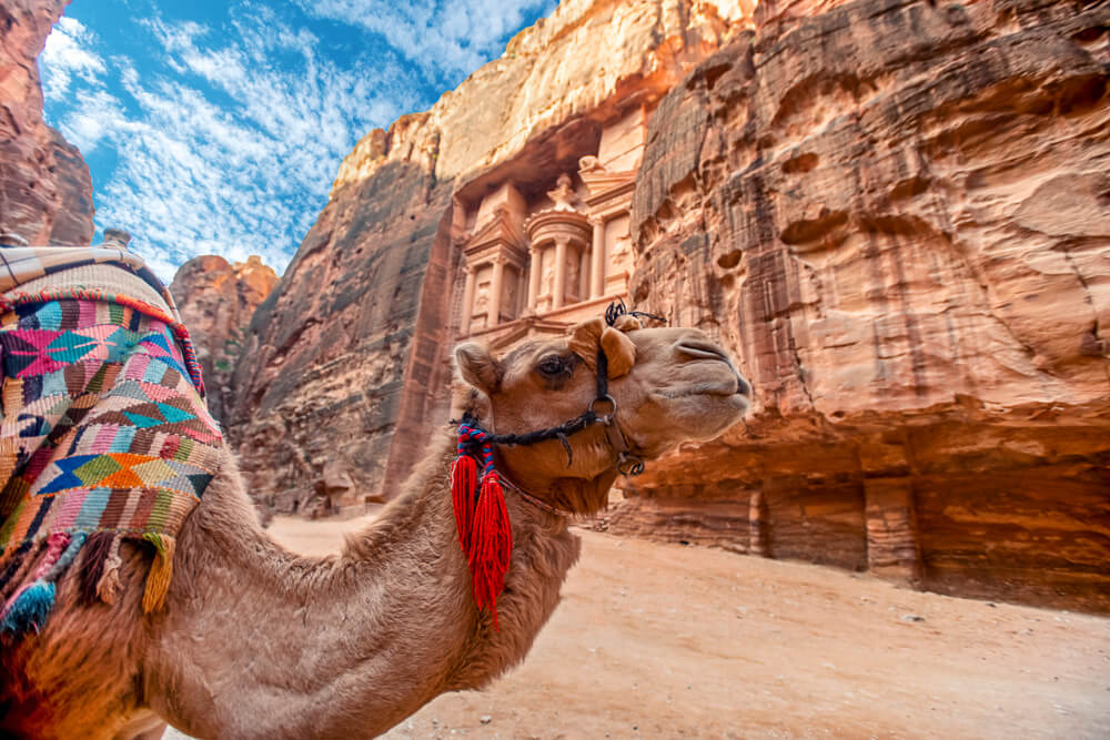 Camel Riding in the Middle East- A Camel next to the Petra Treasury, Jordan 