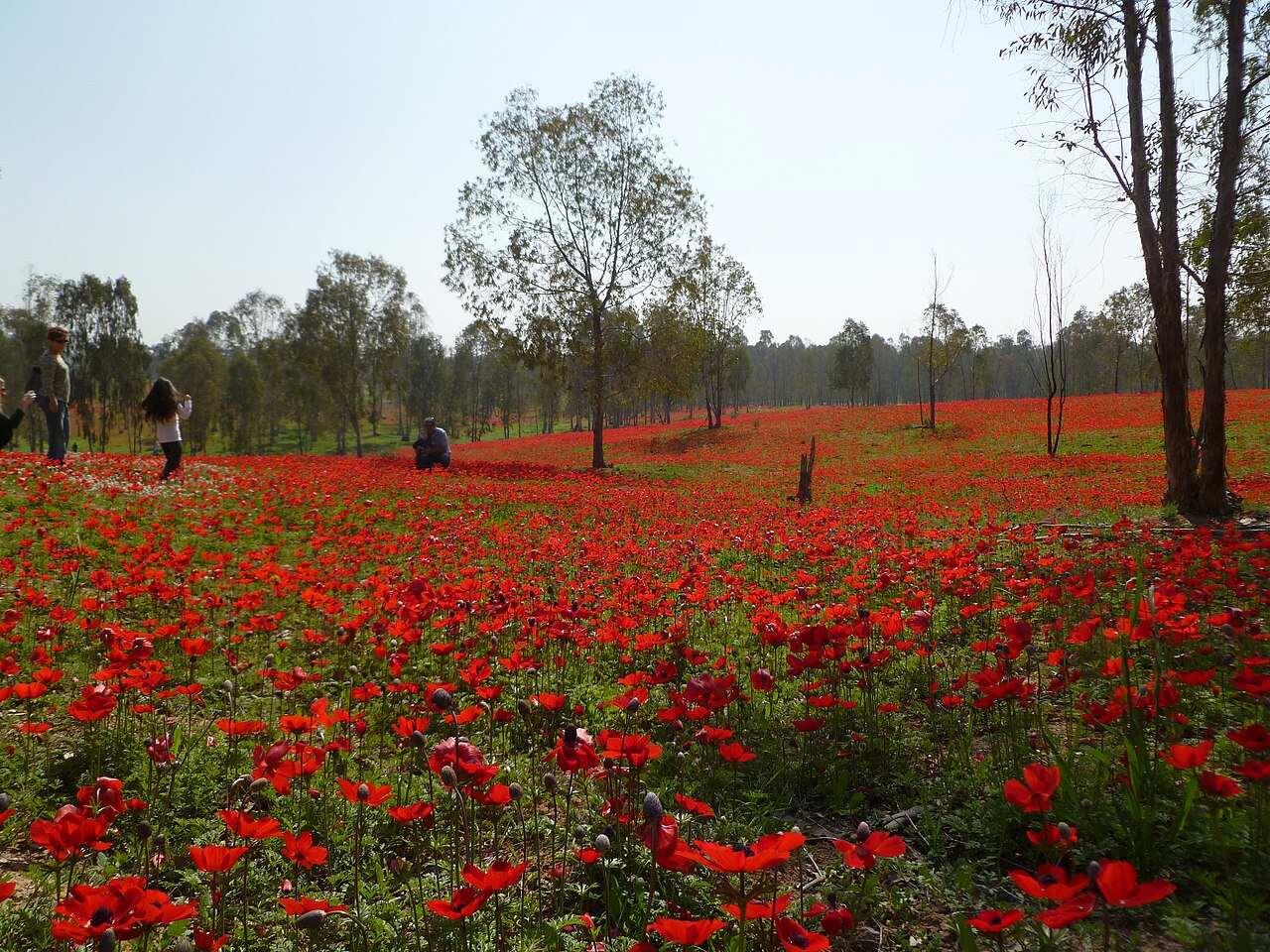 red flowers in israel