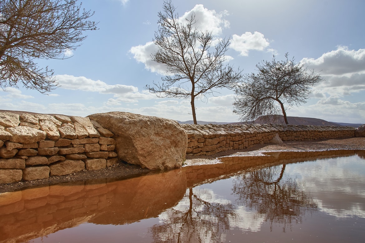 Reflections of trees in a puddle, Sde Boker, the Negev desert, Israel