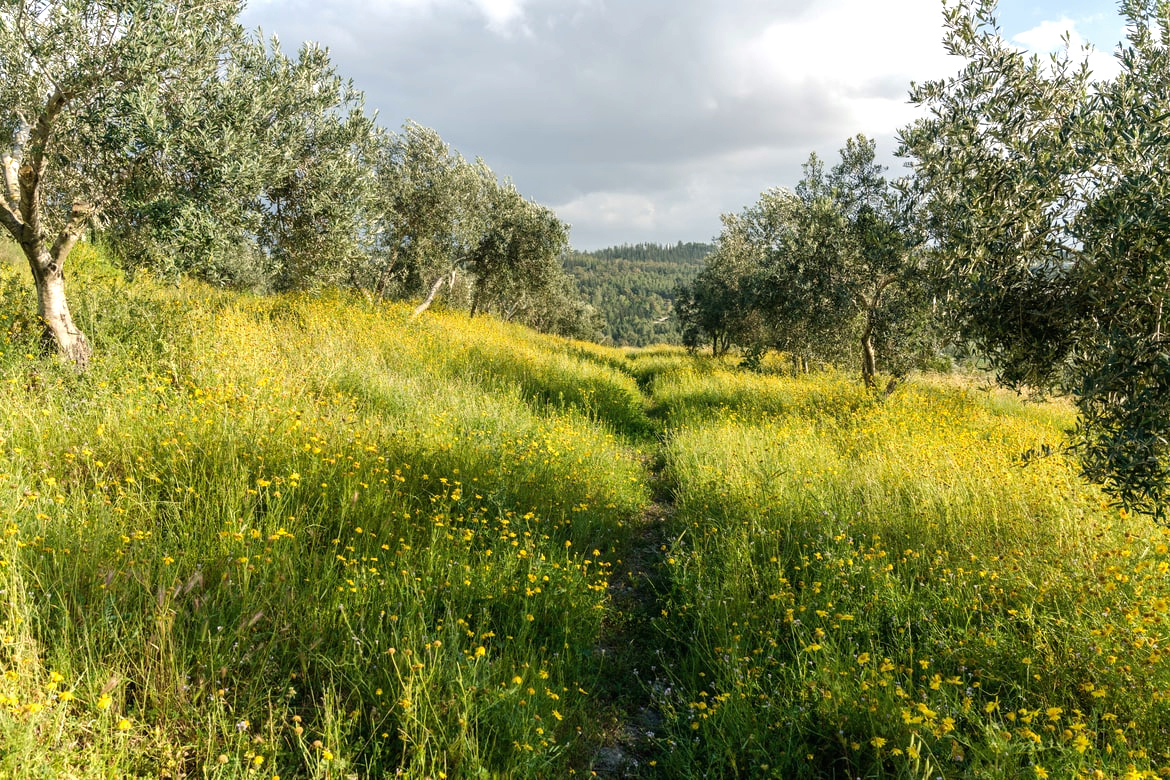 Olive groves around Latrun, Israel