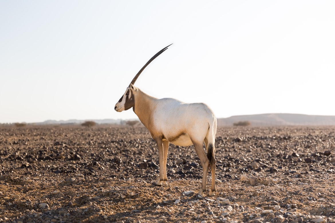 An antelope in Arava Desert
