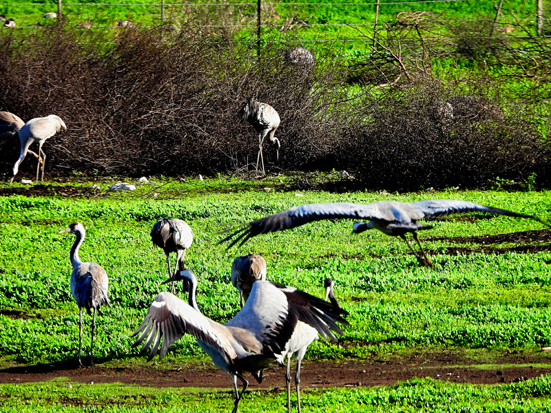 Cranes at the Hula Lake, Israel