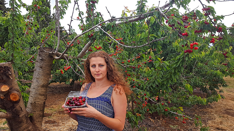 Picking cherries, Israel