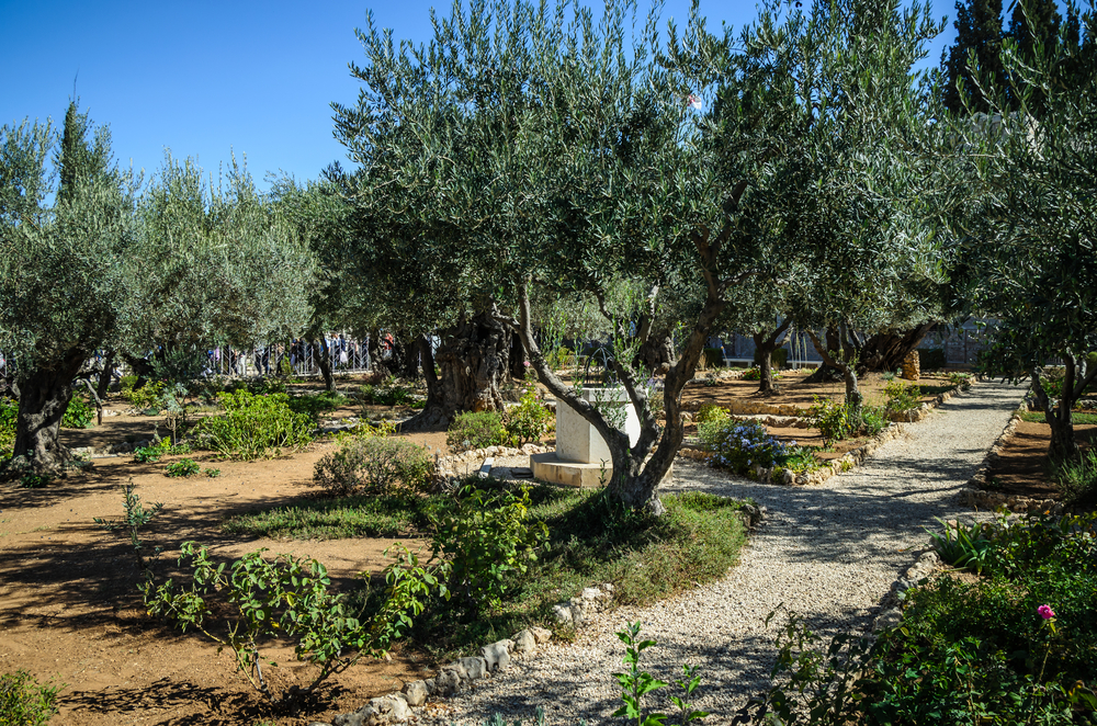 Garden of Gethsemane - One of the reasons why Jerusalem Important to Christians