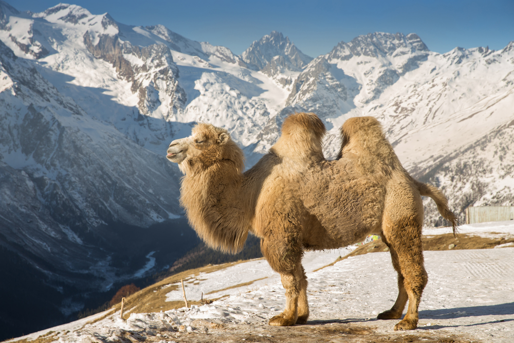Camel Riding in the Middle East- The Bactrian Camel is not amused