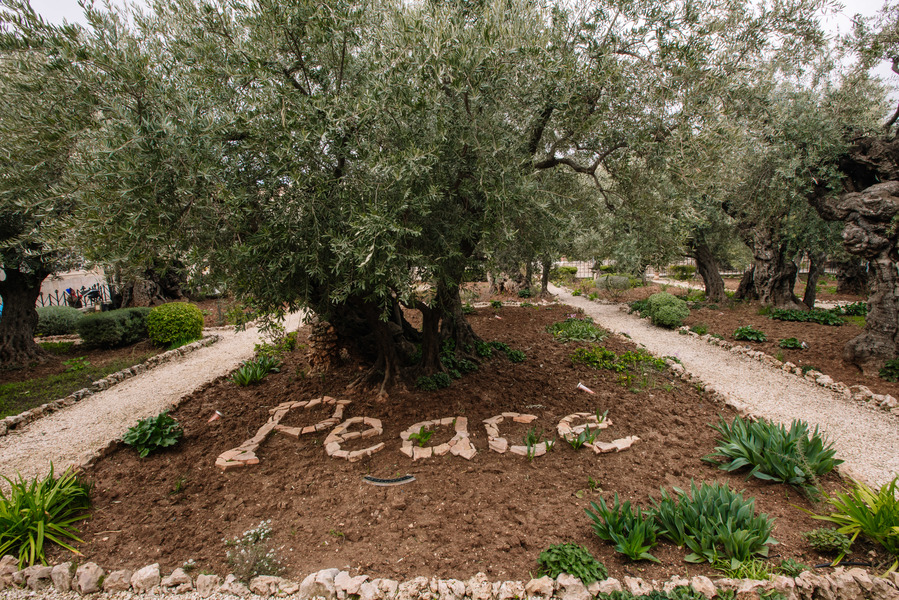 The Garden of Gethsemane, Jerusalem