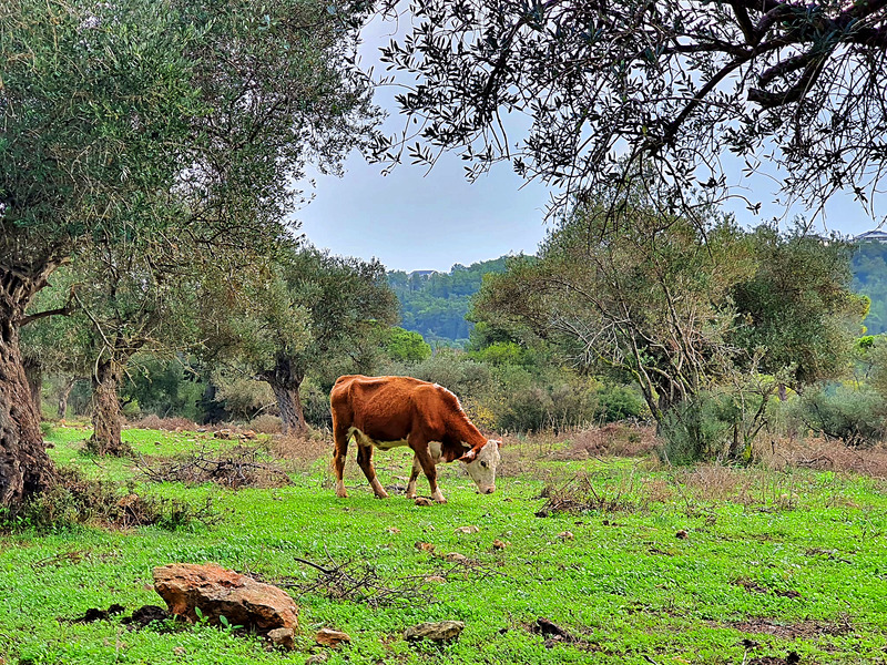 Cows in Shaar HaCarmel National Park, Israel