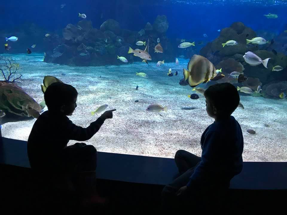 Children at Israel Aquarium. Photo credit: © Maria Morochnik 