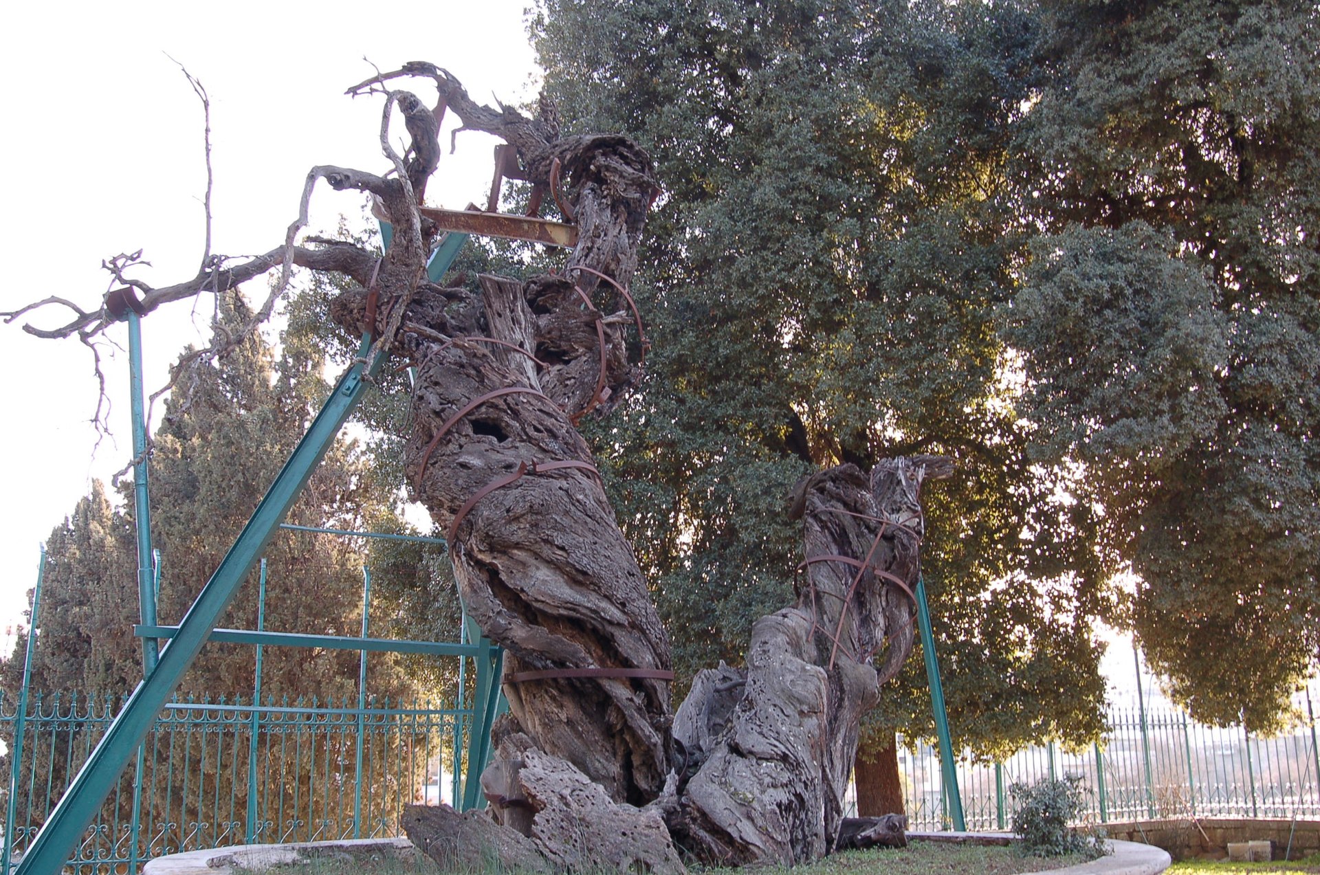 The Oak of Mamre in 2008, before collapsing in 2019