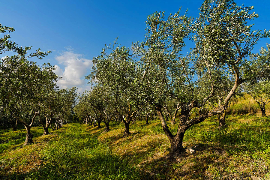 Olive grove in Latrun, Israel