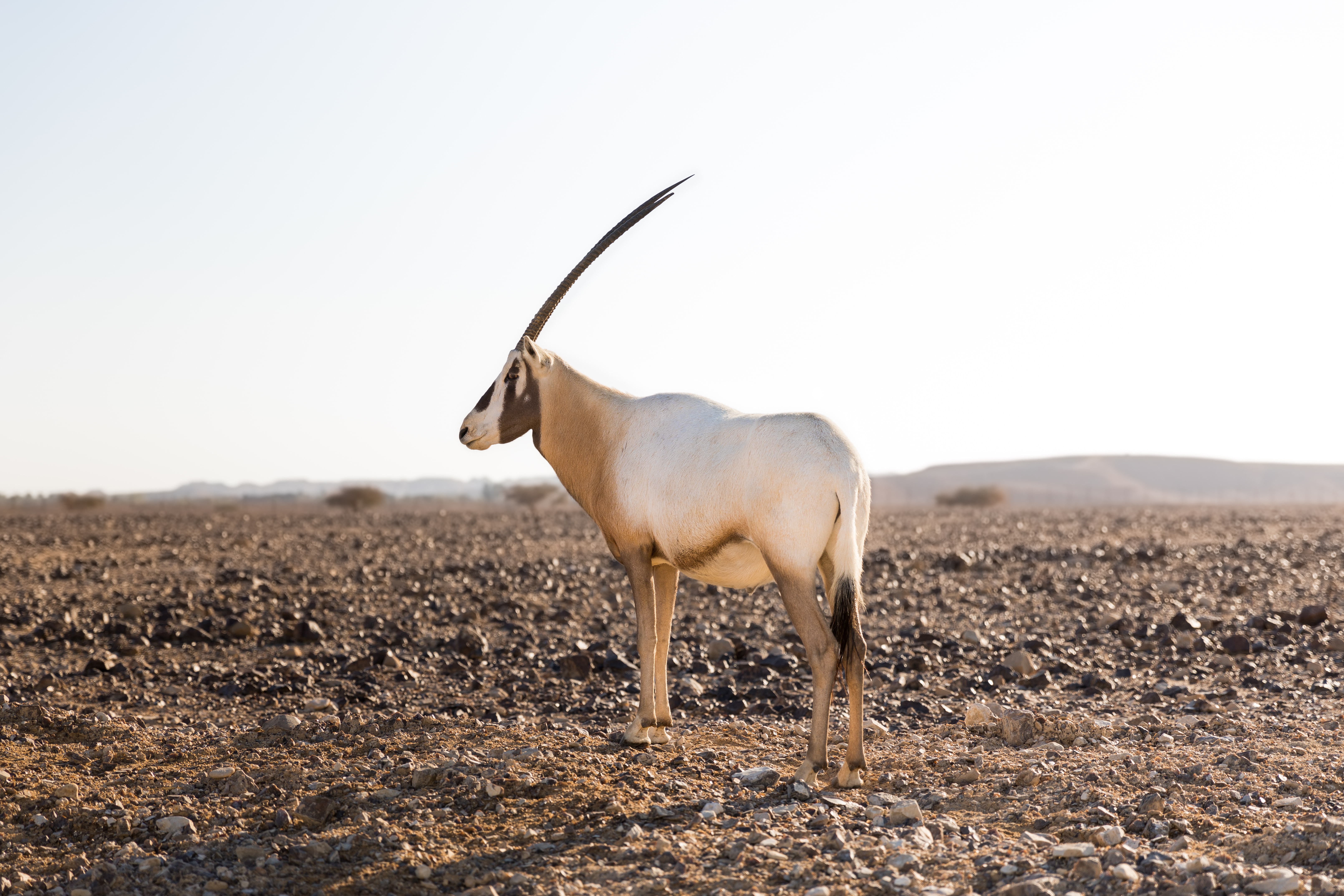 Antelope ranch in the Negev Desert, Israel