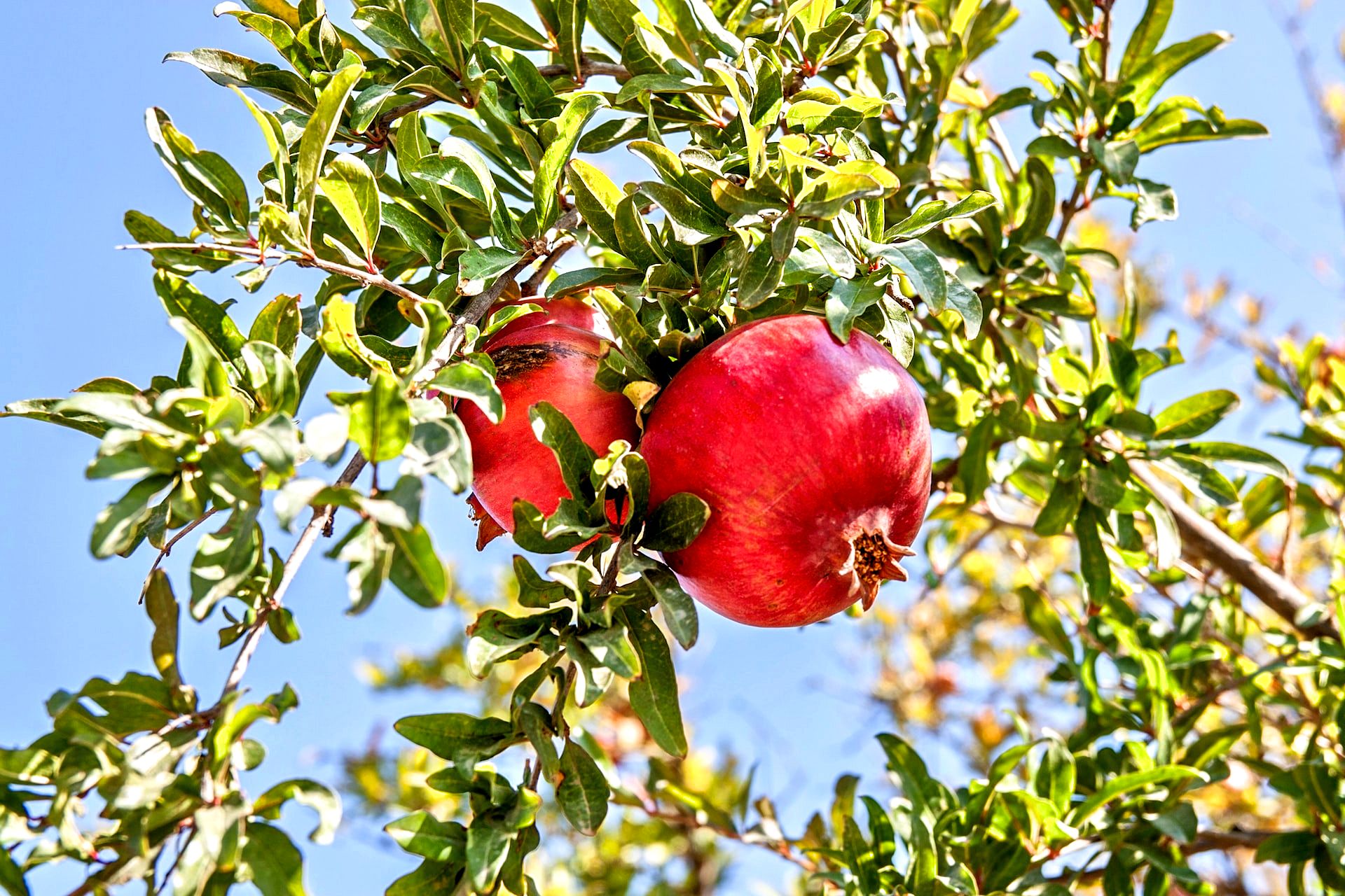 Pomegranates on a tree