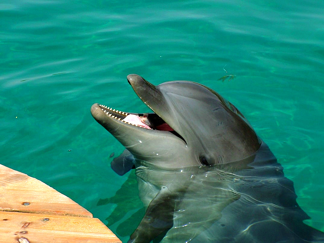 Dolphin Reef Beach, Eilat, Israel