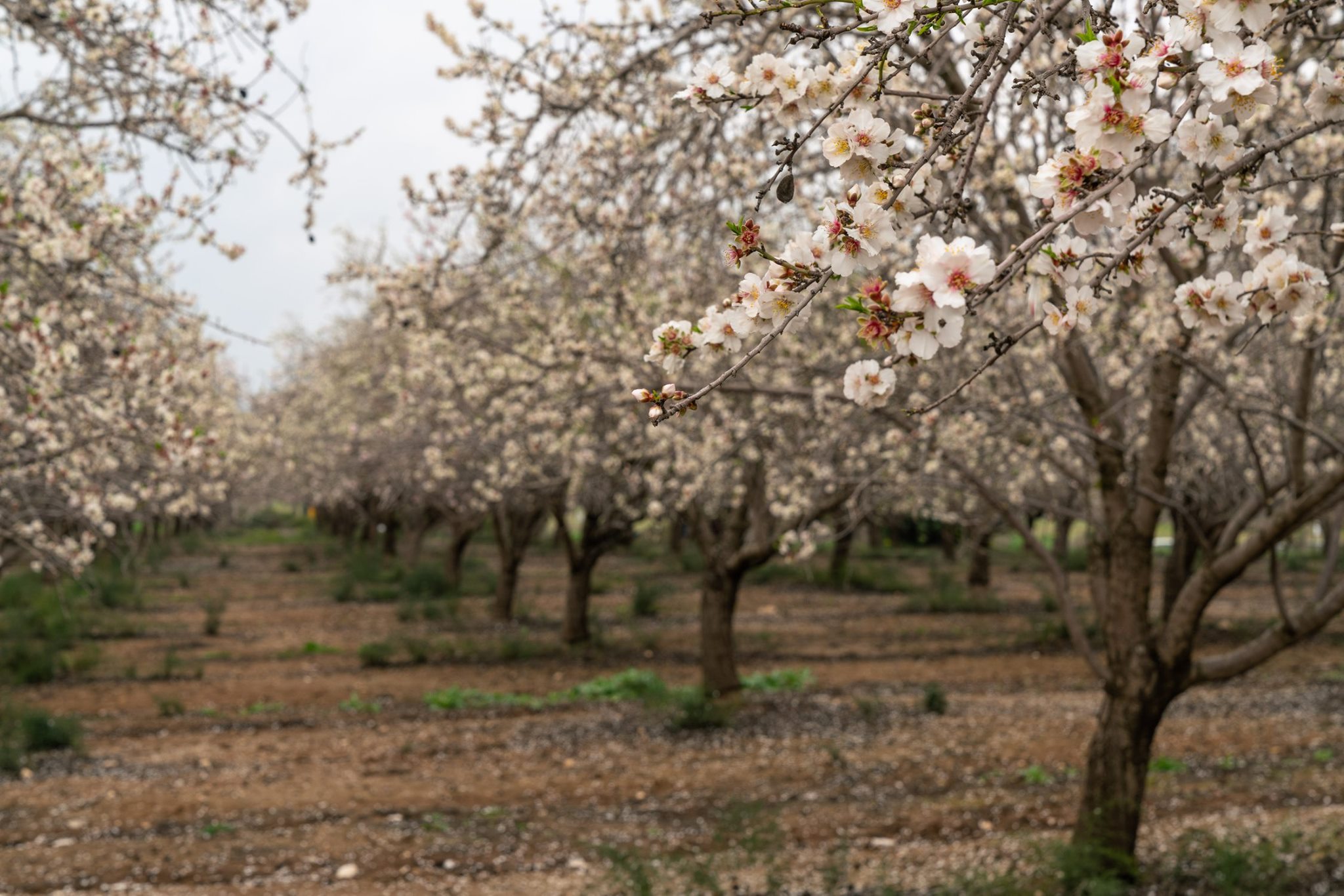 Blossoming almond grove, Israel