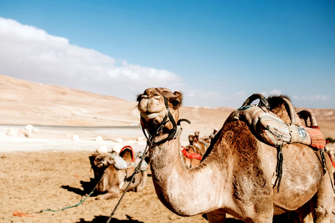 A camel rests between trips, Negev Desert, Israel
