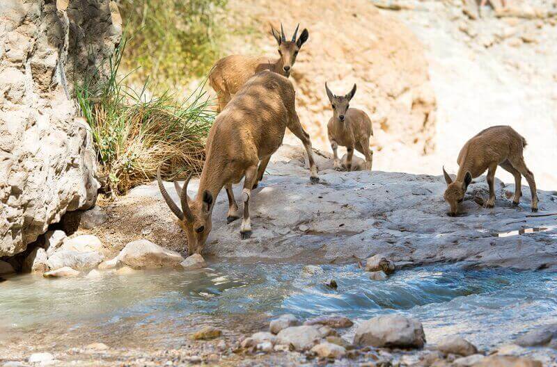 Ibexes in Ein Gedi Nature Reserve