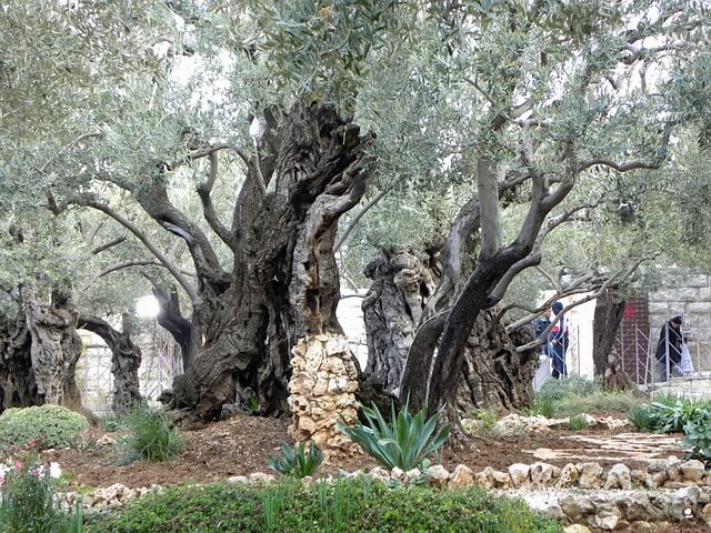 The Garden Of Gethsemane Bein Harim Tours