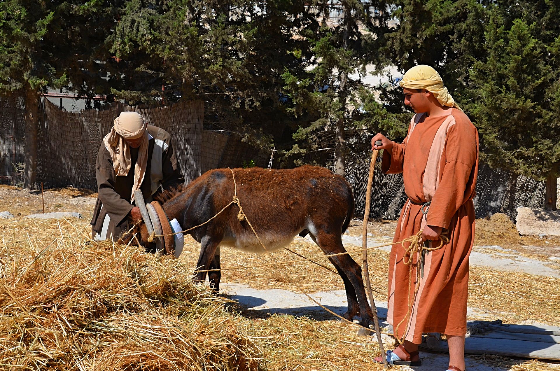 Donkey in Nazareth, Israel