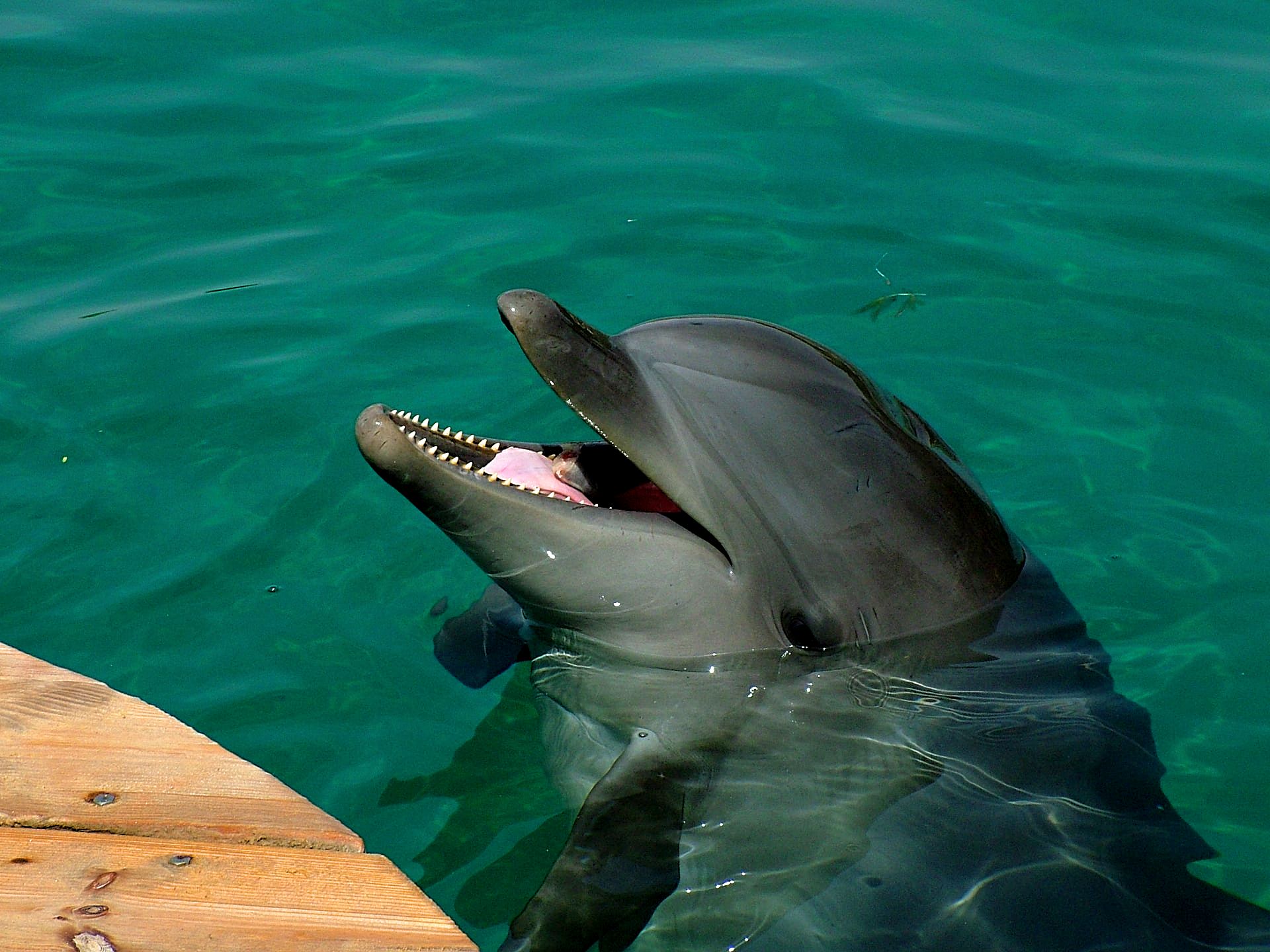 Gray Dolphin in Eilat, Israel