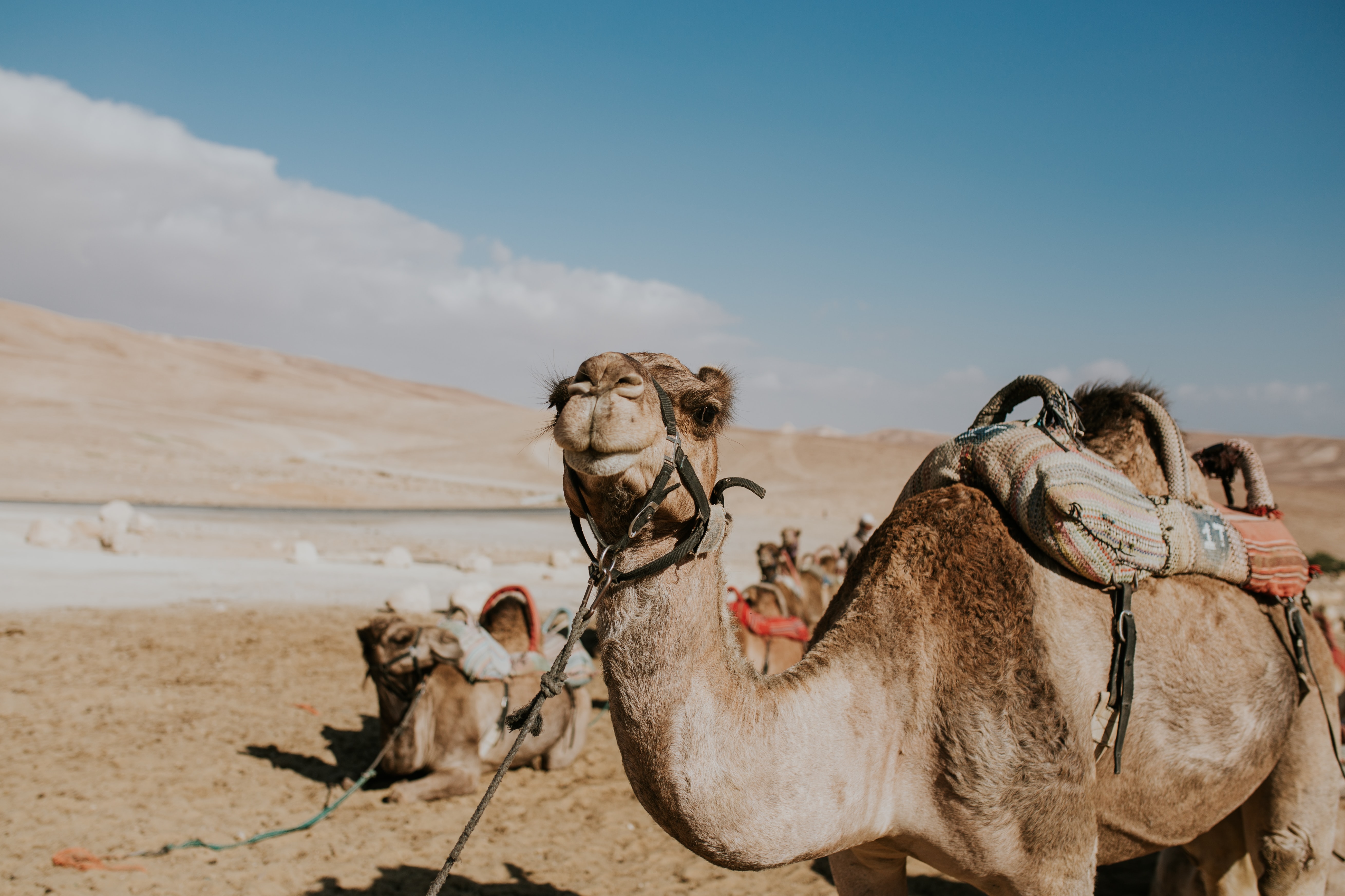 A camel rests between trips, Negev Desert