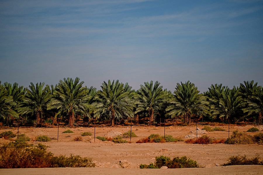Palms in the West Bank