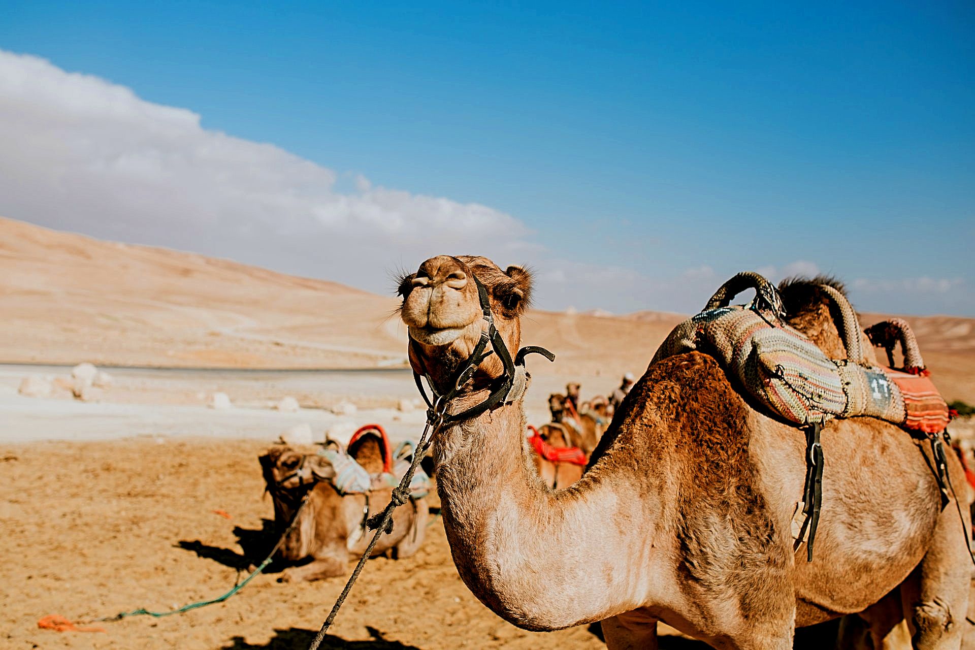 A camel in the Negev Desert