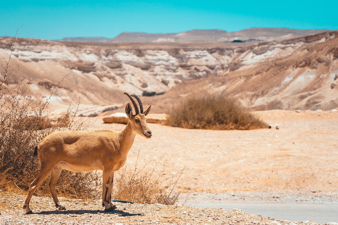 Ibex in the Negev Desert, Israel
