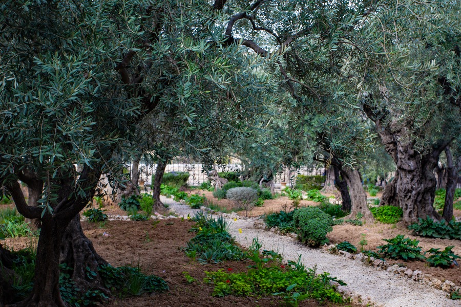 Gethsemane Garden, Jerusalem