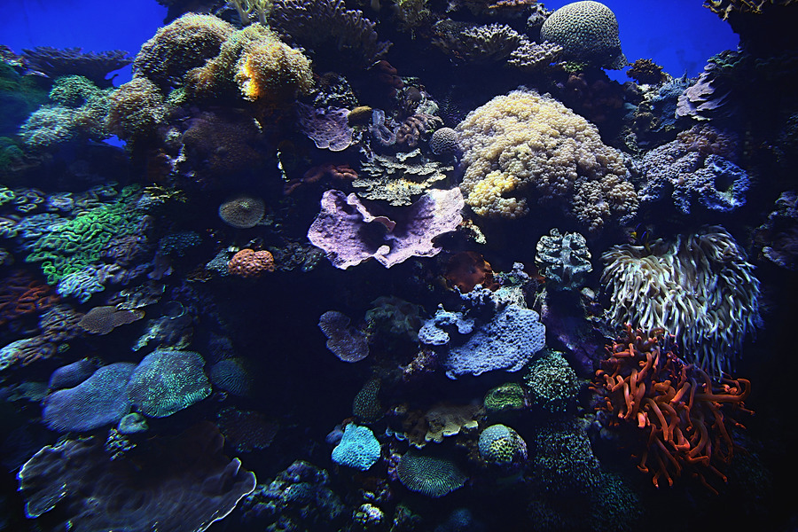 Corals in Eilat Aquarium