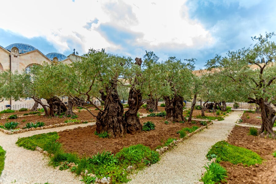 Gethsemane Garden, Jerusalem