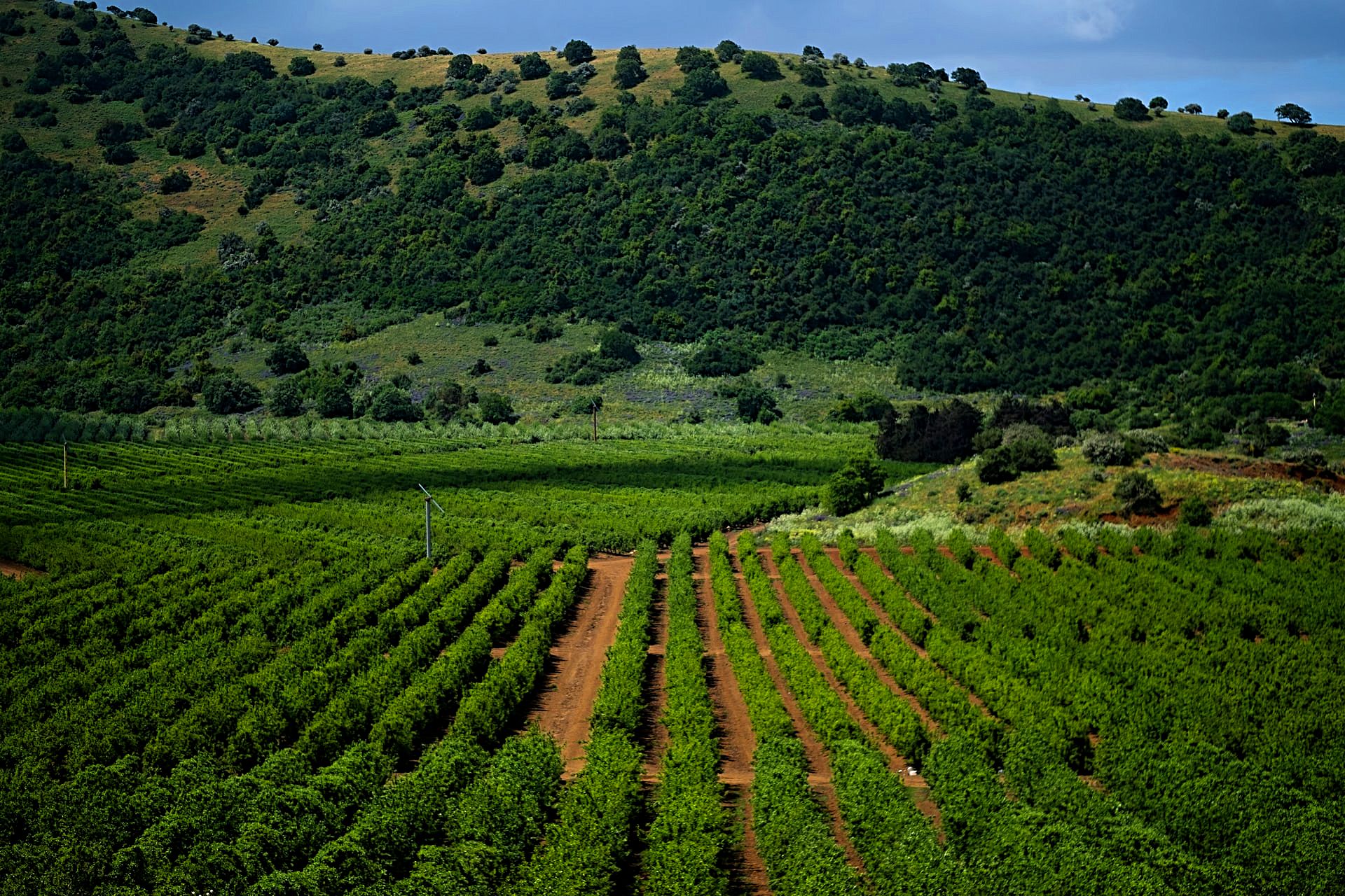 Vineyards in the Golan