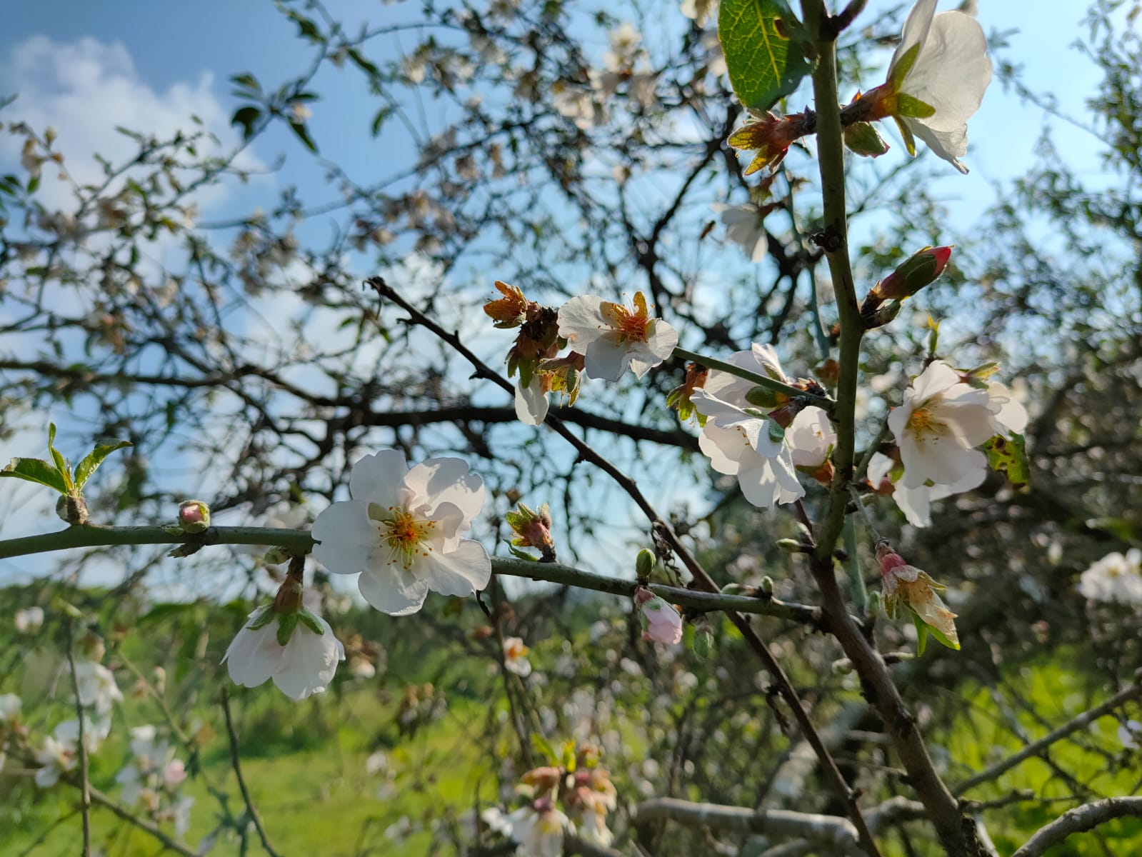 Blooming almond in Israel