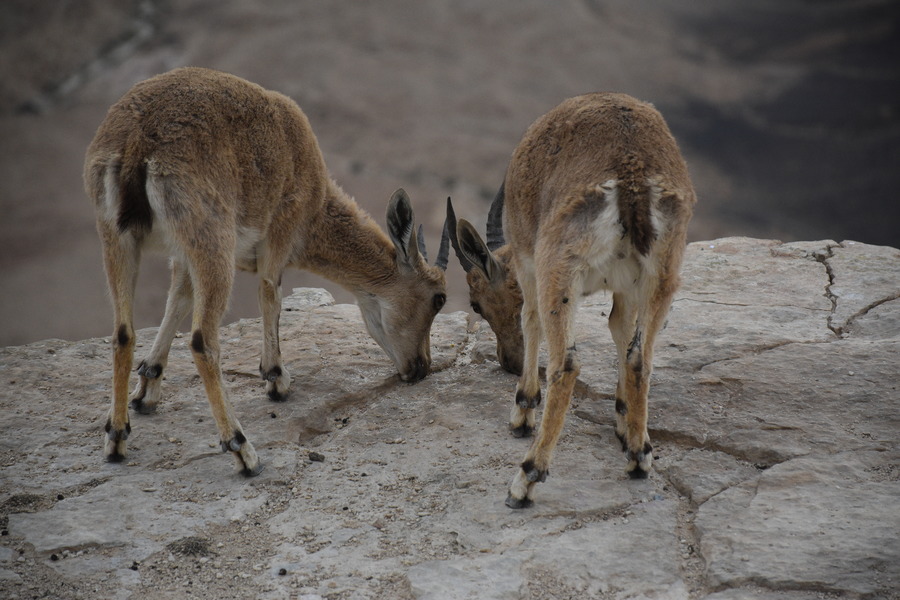 Nubian ibexes on the edges of Makhtesh Ramon, Israel