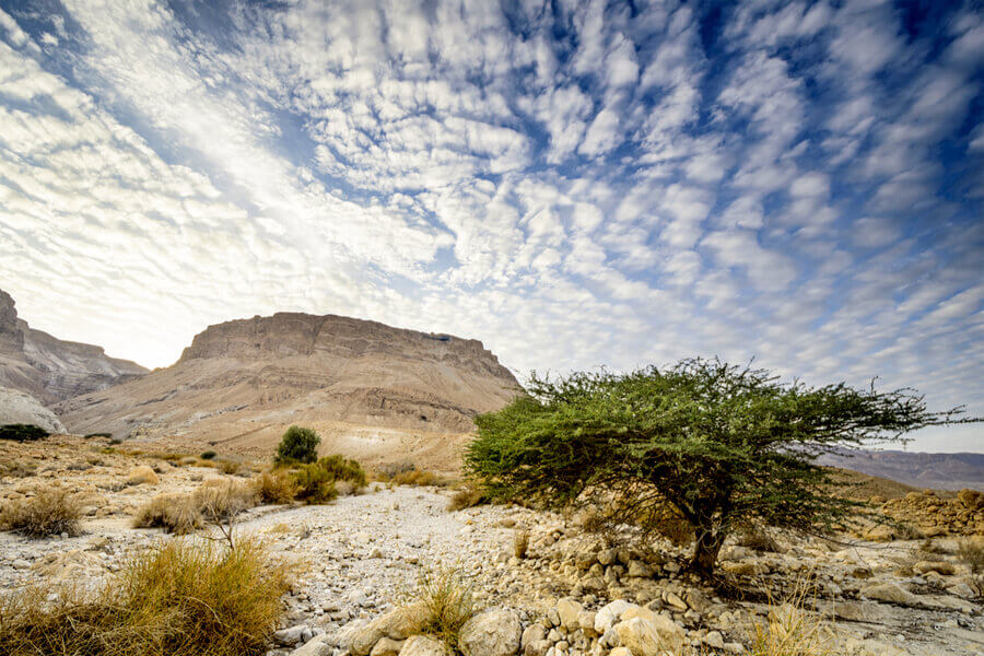 The Judean Desert vegetation