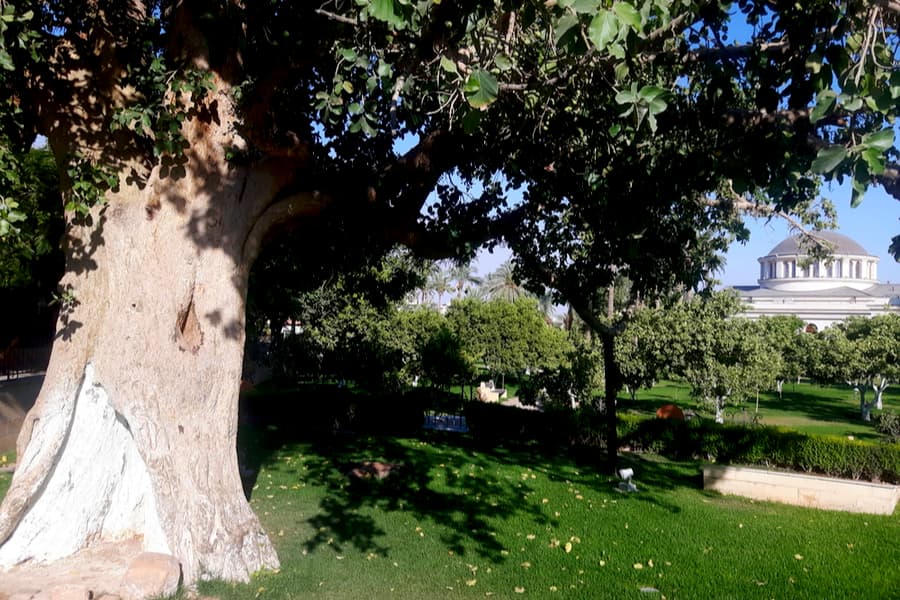 The Sycamore Tree which Zacchaeus climbed up according to the Gospel of Luke, Jericho, Palestine.