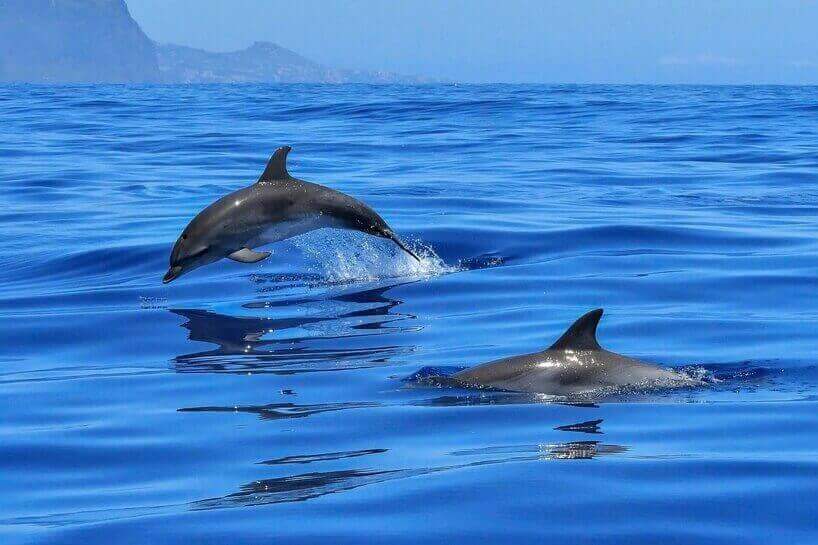 Dolphin Reef Eilat