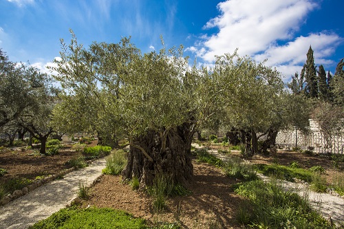 Der Garten Getsemani