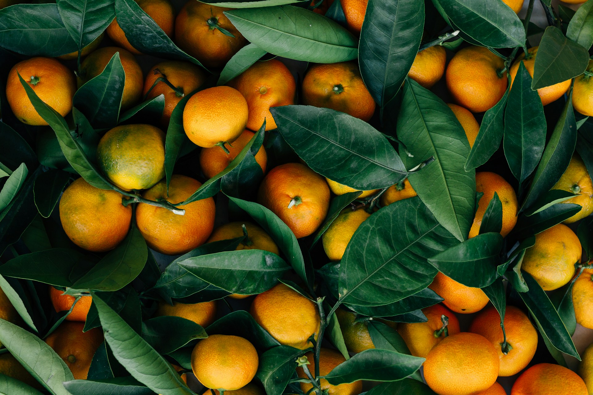 suspended orange tree jaffa